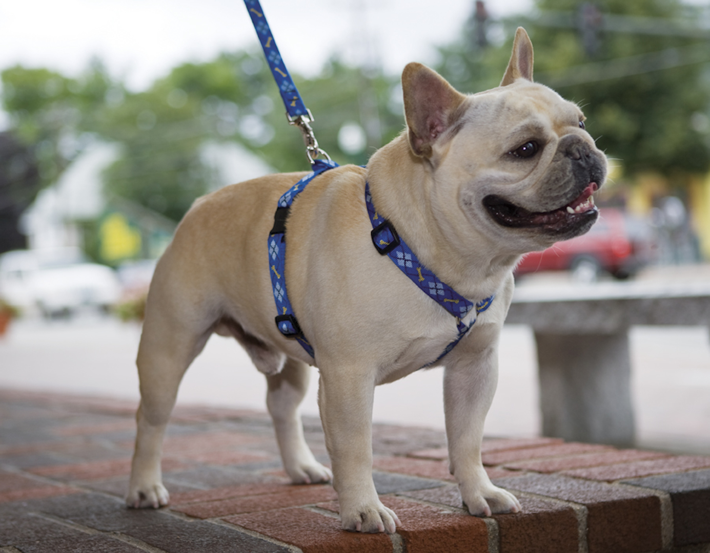 lupine dog collars and leads uk